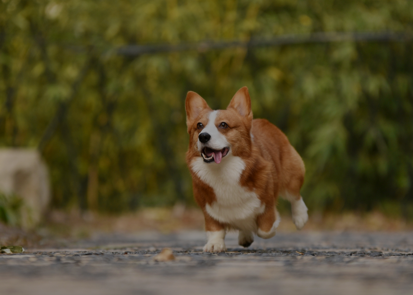 Pet Products